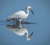 ACCEPTANCE.....Ray Sutton